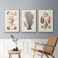 thumbnail image 5 of Knorr Shells & Coral I - Framed Premium Gallery Wrapped Canvas L Frame 3 Piece Set - Ready to Hang, 5 of 9