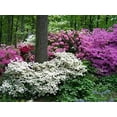 thumbnail image 6 of Azalea Vivid  10 Live Plants  Red Flowering Rhododendron Blooming Shrubs, 6 of 9