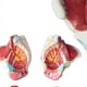 thumbnail image 4 of Disassembled Female Pelvis Anatomy Model PVC Female Pelvis with Floor Muscle,Nerves Model Lab Suppli, 4 of 5