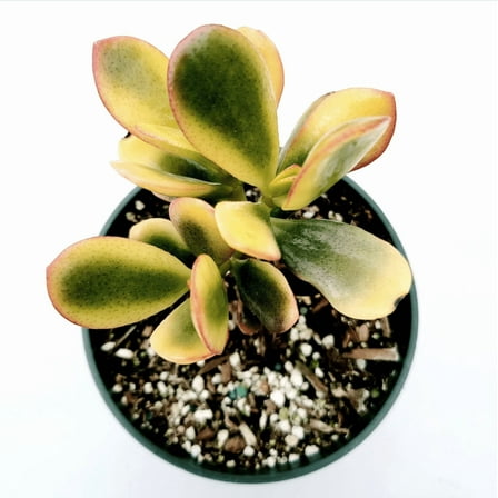 Crassula Ovata 'Hummel's Sunset' Golden Jade Variegated Succulent Live Plant 4" Bare Roots