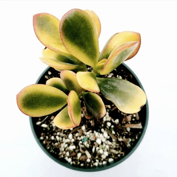 Crassula Ovata 'Hummel's Sunset' Golden Jade Variegated Succulent Live Plant 4" Bare Roots