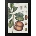 thumbnail image 2 of Vision Studio 11x14 Black Modern Framed Museum Art Print Titled - Exotic Botanique IV, 2 of 5
