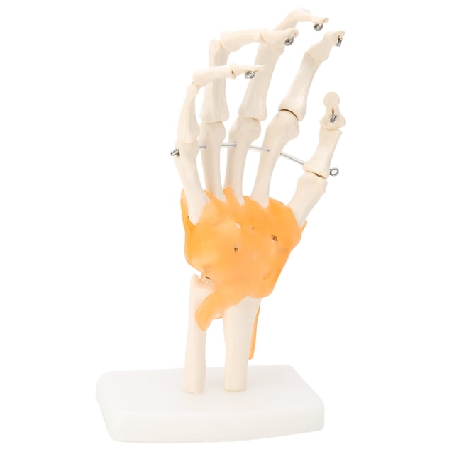 Modelo de mano de enseñanza, modelo de mano humana Modelo de ligamento de articulación de mano Modelo de articulación de mano Rendimiento inigualable