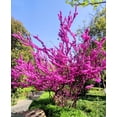 thumbnail image 4 of 50 Chinese Redbud Tree Seeds Shrub Cercis 0r Bonsai Pink Purple Flower 2024, 4 of 12