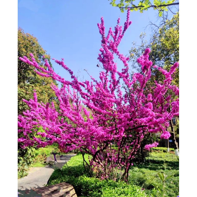 50 Chinese Redbud Tree Seeds Shrub Cercis 0r Bonsai Pink Purple Flower 2024  - Walmart.com