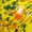 Summer Burst, variant on Sunnydaze Solar Glass Fly-Through Hanging Bird Feeder, 1-Cup Capacity, Spring Sky