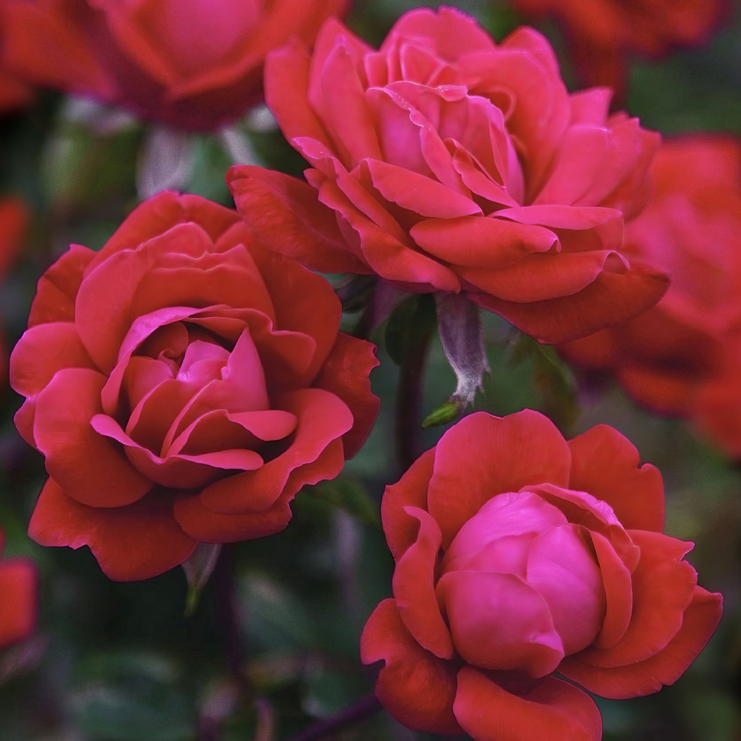 Bare Root Knock Out Rose Tree Double Red - Walmart.com