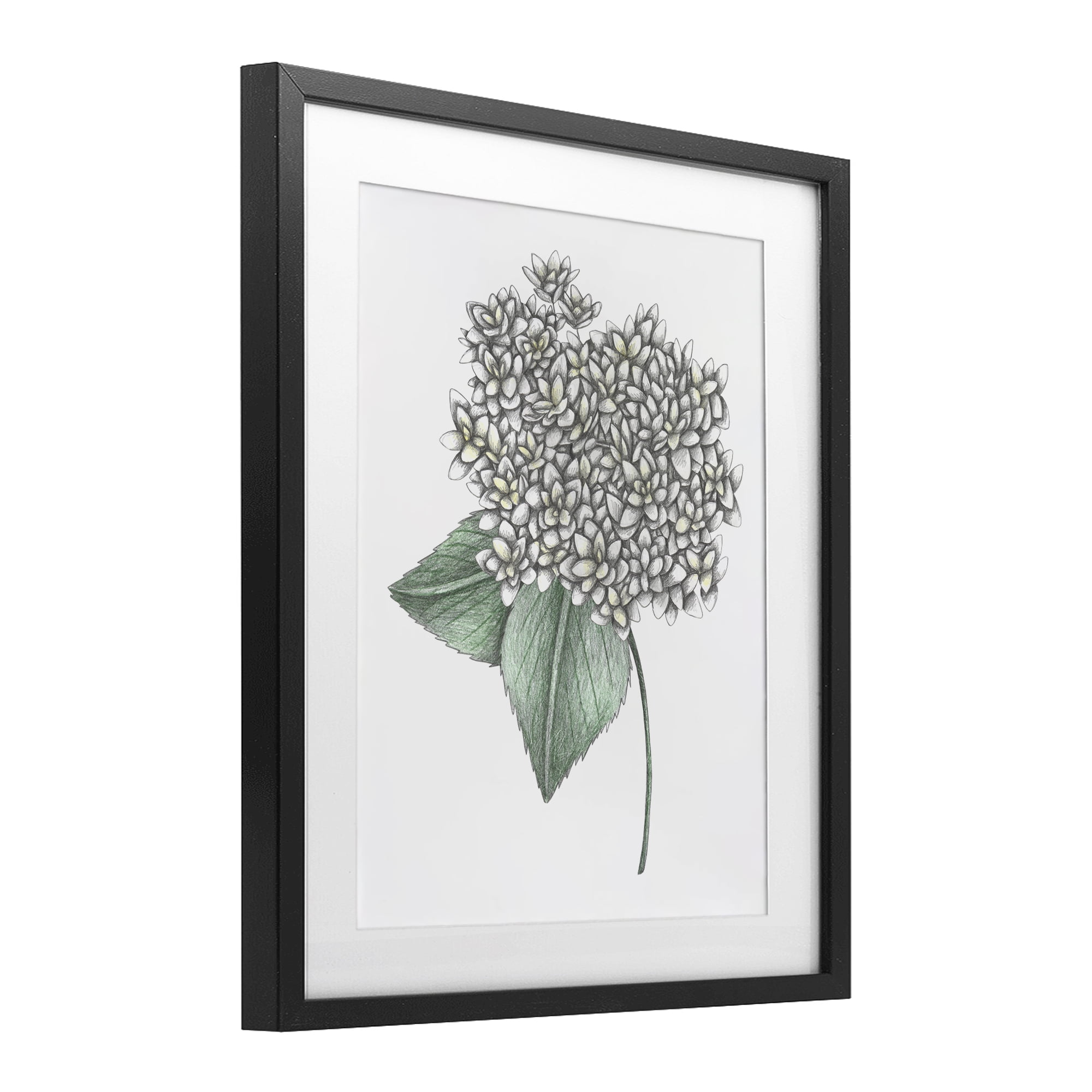 White Hydrangea Sketch Blossom Black Framed Print Under Glass, design by Cecilia Battaini