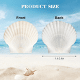 thumbnail image 1 of 40PCS Natural Scallop Shells 1.4-2.4inch White Small Sea Shells for Crafts Crafting Shell Bulk Real Seashells, 1 of 5