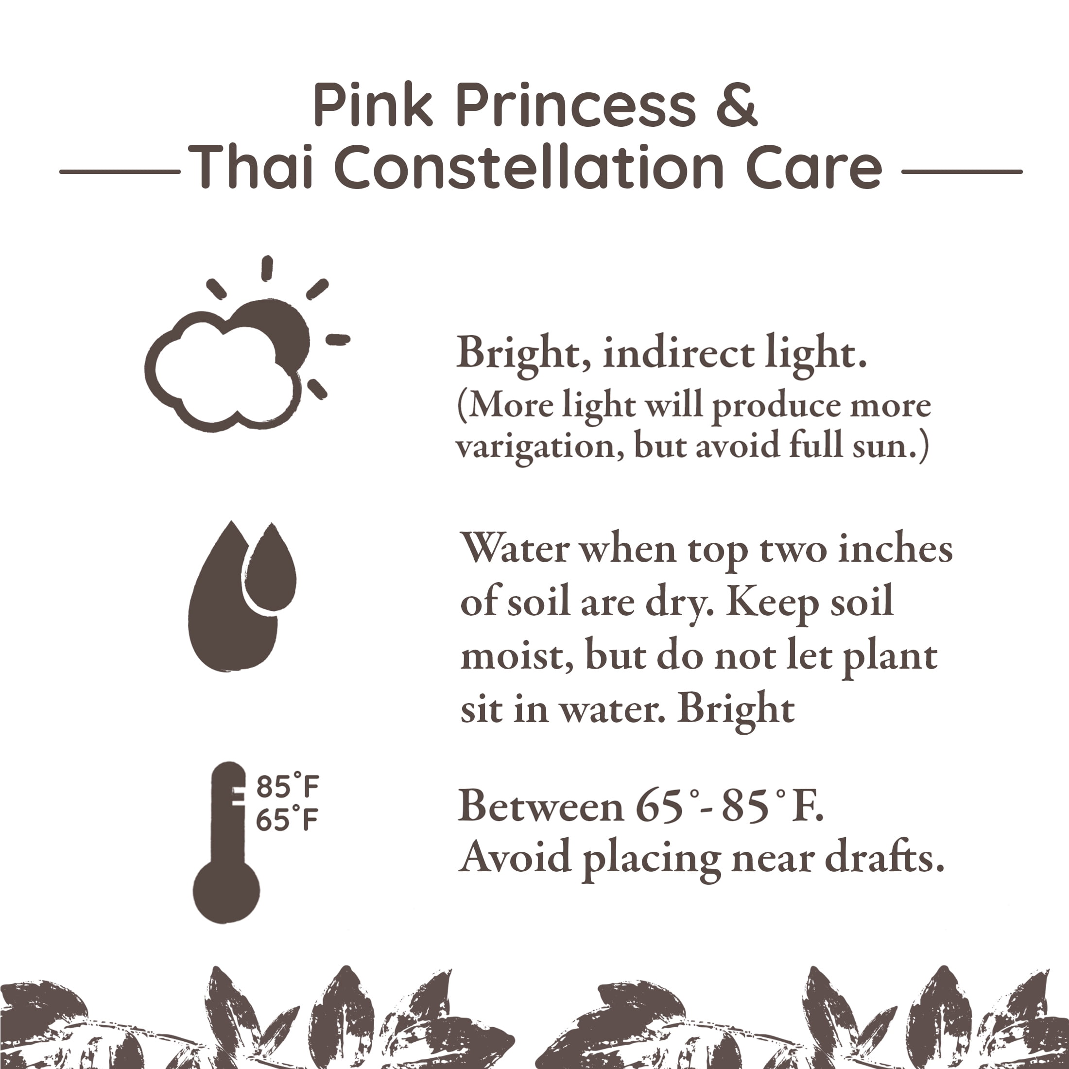 6P 3 Pink Princess, 3 Thai, Grower Pots, Live Plants