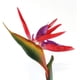 thumbnail image 4 of 32.5 pulgadas grande elegante pájaro del paraíso flor artificial para oficina en casa 3 piezas, escarlata Sincero  Hogar, 4 of 5