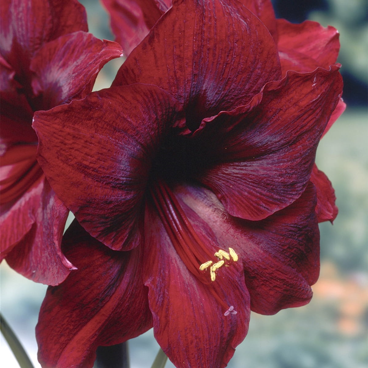 Van Zyverden Mega Amaryllis Bulb Red Pearl Limited Availability Set of 1 Bulb Red Part Sun