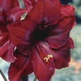 thumbnail image 3 of Van Zyverden Mega Amaryllis Bulb Red Pearl Limited Availability Set of 1 Bulb Red Part Sun, 3 of 5
