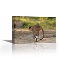 thumbnail image 1 of White-fronted Capuchin with soccer ball, Amazon Rainforest, Ecuador - Contemporary Fine Art Giclee on Canvas Gallery Wrap - wall décor - Art painting - 27 x 18 Inch - Ready to Hang, 1 of 2