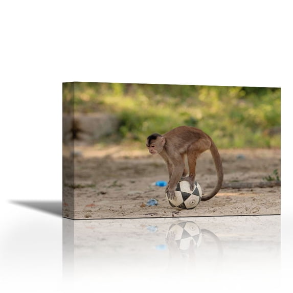 White-fronted Capuchin with soccer ball, Amazon Rainforest, Ecuador - Contemporary Fine Art Giclee on Canvas Gallery Wrap - wall décor - Art painting - 27 x 18 Inch - Ready to Hang