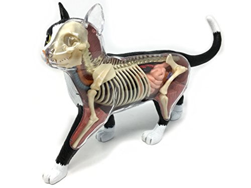 Anatomy Animal Model Cat Anatomical Toys Removable and Assembled Good for Learning The Body Structure of The Cat