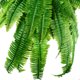 thumbnail image 3 of Hojas persas simuladas para colgar en la pared un gran manojo de plantas hojas de césped planta verde densa planta de helecho largo persa falso pared verde aproximadamente ANGGREK Otros, 3 of 5