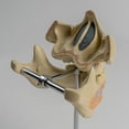 thumbnail image 3 of Dental Anatomy Model for Medical Science Dentist Dentistry, 3 of 14