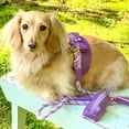 thumbnail image 6 of PoisePup Pet Dog Harness - Lavish Lavender, 6 of 8