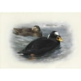 thumbnail image 3 of Archibald Thorburn 14x11 Black Modern Framed Museum Art Print Titled - Surf Scoter, 3 of 5