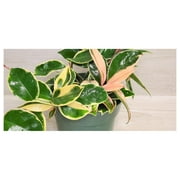 Tricolor Hoya Carnosa Krimson Queen Variegated in 4" Pot,Hoya Carnosa Variegatedin 4 inch Pot, Limited Quantity by Lwory