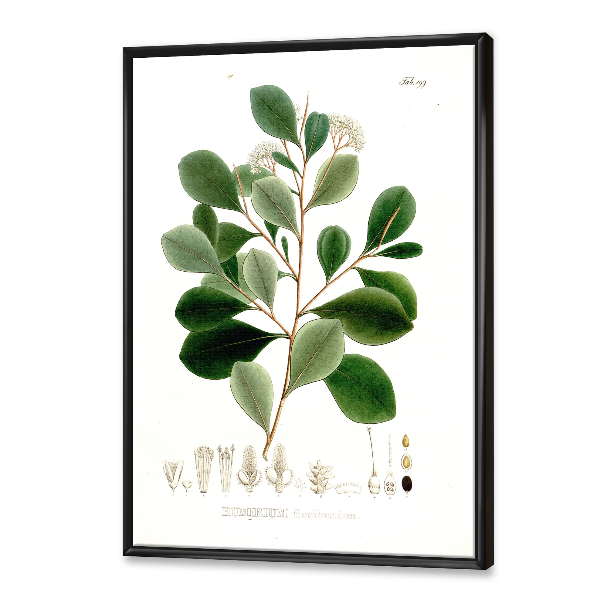 Designart 'Ancient Botanicals IV' Traditional Framed Canvas Wall Art Print