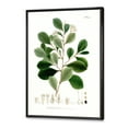 thumbnail image 3 of Designart 'Ancient Botanicals IV' Traditional Framed Canvas Wall Art Print, 3 of 5