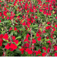 thumbnail image 3 of Pack of 3 Hot Lips Salvia Live Starter Plants, Colorful Perennial Flowering Herb for Gardens, 3 to 6 Inch Tall, No Ship Pot, 3 of 9
