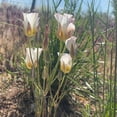 thumbnail image 2 of Earthcare Seeds - Sego Lily 25 Seeds (Calochortus nuttallii) Heirloom - Open pollinated, 2 of 7