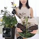 thumbnail image 4 of Instants Plant Root Growing Box Lockable Design Plant Root Growing Box for Fruit Bushes Fruit Tree, 4 of 5