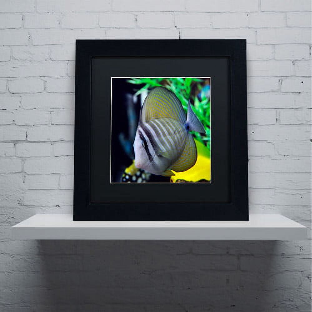 Trademark Fine Art "Tropical Fish 2" Canvas Art by Kurt Shaffer, Black Matte, Black Frame