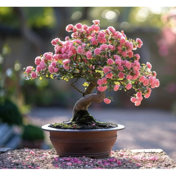 Woods Rose Bonsai Tree Seeds for Planting - 30 Seeds - Flowering Rose Bonsai
