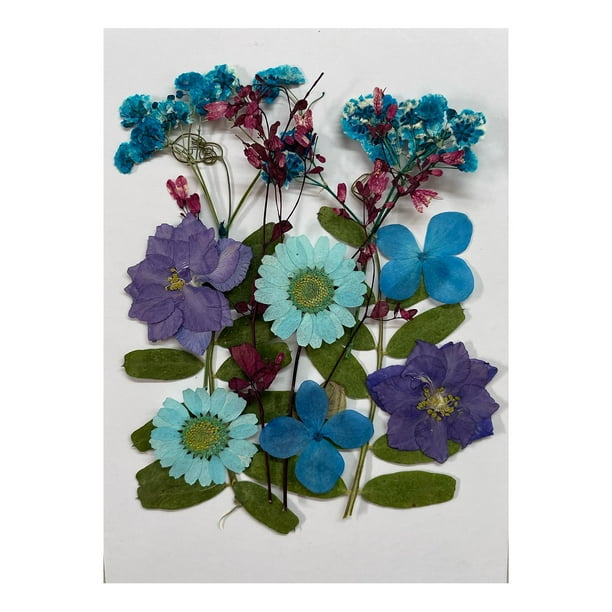 Flores secas, flores secas prensadas mixtas, hojas, flores prensadas secas, flores prensadas azul y violeta