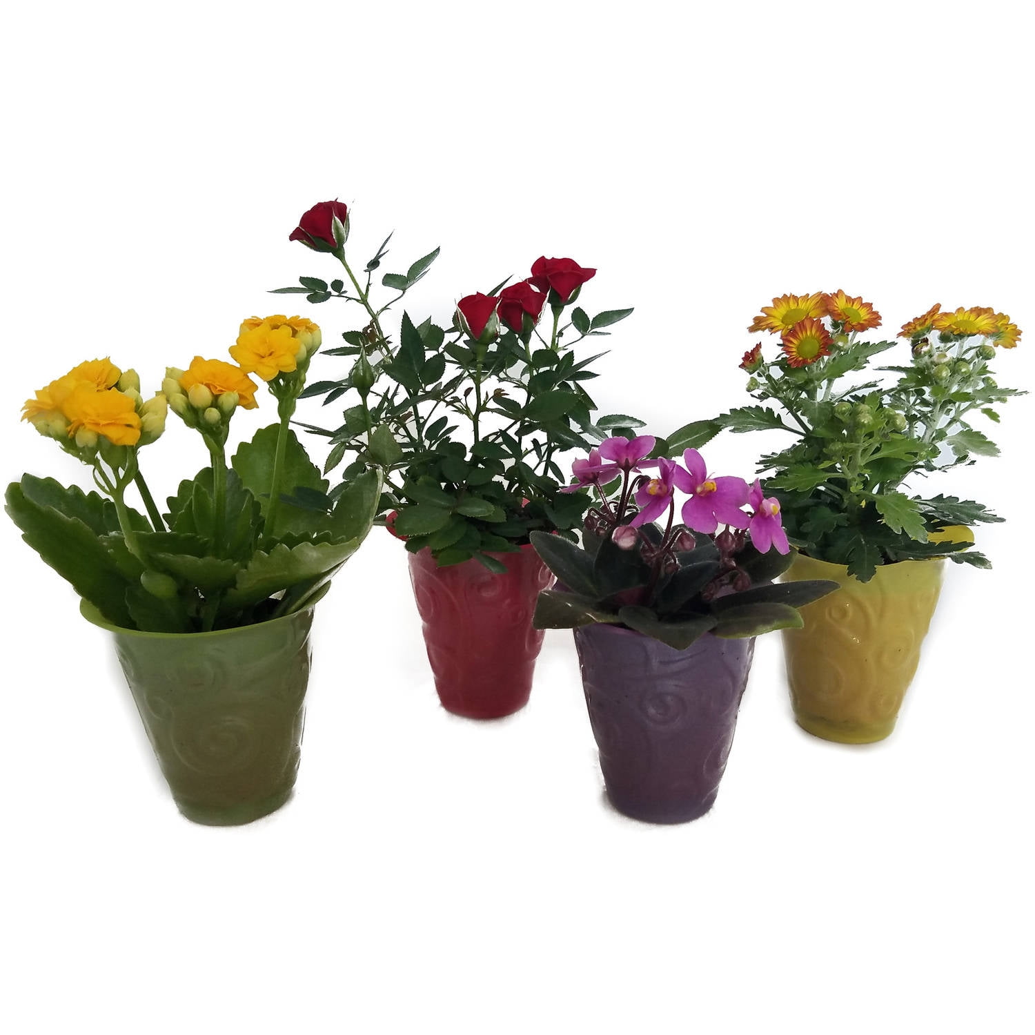 Micky's Minis, Set of 4, 2" Assorted Mini Blooming Plants