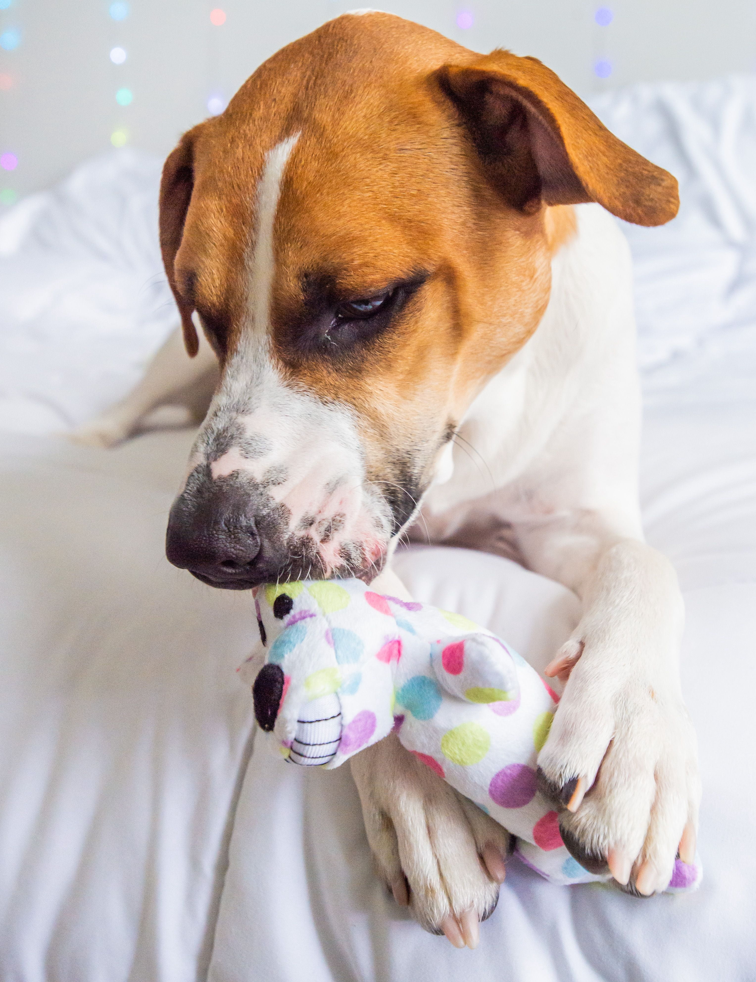 Multipet Plush Smiling Loofa Dog Toy, Small, Pastel Polka Dot