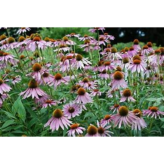 Purple Coneflower Echinacea Nice Garden Flower Herb by Seed Kingdom Bulk 1/4 Lb Seeds