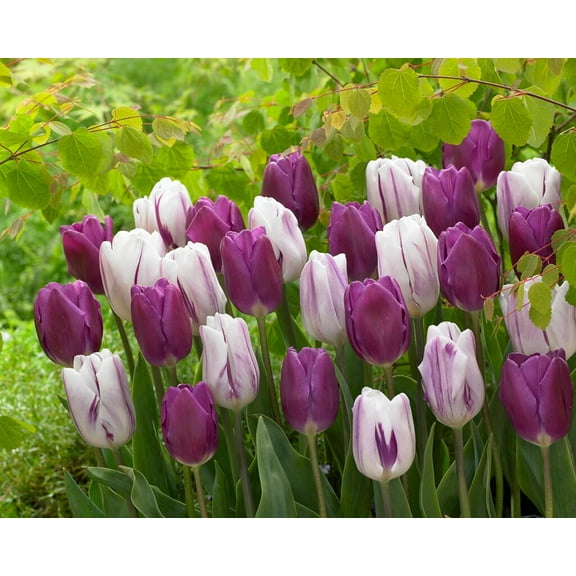Berry Swirl Tulip Mix for Growing - Purple Flag and Purple Flaming Flag Tulip Bulbs (10 Bulbs)