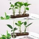thumbnail image 5 of Estaciones de Propagación Plantas Estación Jarrón Vidrio Terrario Retro con Bandeja Madera Florero Bulbo Decoración Oficina en el Hogar, 5 of 5