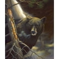 thumbnail image 2 of Stans, Leo 26x30 Black Ornate Wood Framed with Double Matting Museum Art Print Titled - Bear Portrait, 2 of 4