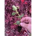 Fig Trees 2 Live Plants “Celeste ” COLD HARDY