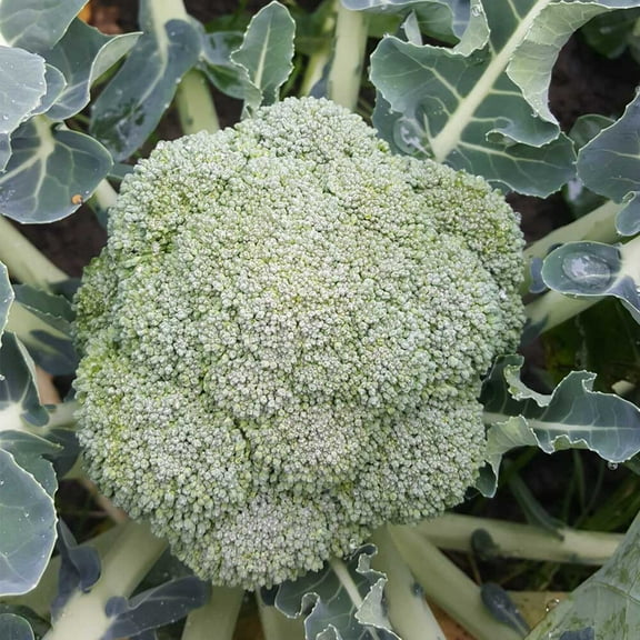 Broccoli Belstar F1 Organic Seed