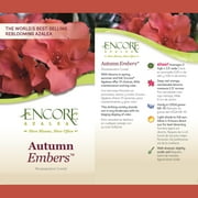 Encore Azalea Autumn Embers Shrub 1 Gallon