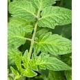 thumbnail image 4 of Creole Tomato Plant - Louisiana Heirloom - Some Like It Hot - 2.5" Pot, 4 of 4