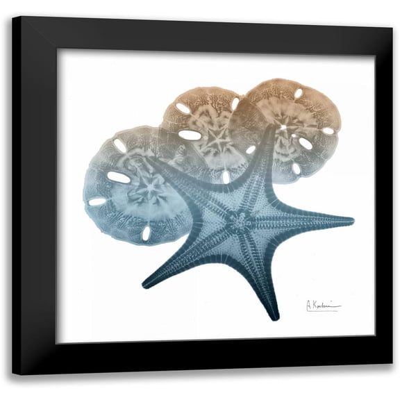 Koetsier, Albert 12x12 Black Modern Framed Museum Art Print Titled - Steel Hues Starfish and Sand Dollar