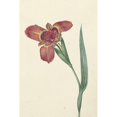 thumbnail image 3 of C.J. Kruimel 11x14 Black Modern Framed Museum Art Print Titled - Bloem with the Name Ferraria Tigrina (1817-05-17), 3 of 5