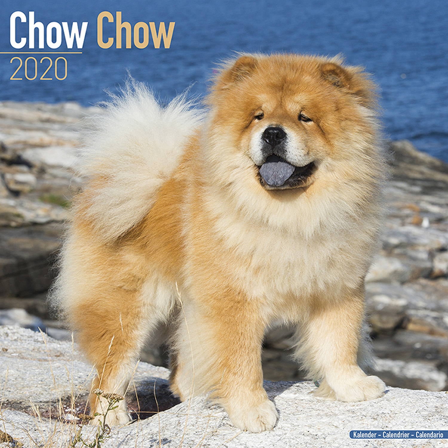 Chow Chow Calendar 2020 Chow Chow Dog Breed Calendar