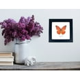 thumbnail image 3 of Real Framed Butterfly – Butterfly Moth Art Display Taxidermy Artwork Wall Décor, Natural Exquisite Collection, 1 Specimens in 5 x 5 frame (Orange Albtross), 3 of 4