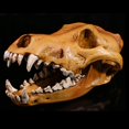 thumbnail image 4 of Fake Realistic Skull Resin Replica Teaching Head Teaching Skeleton Model Teaching Aquarium 3, 4 of 9