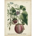 thumbnail image 3 of Weinmann 12x14 Black Modern Framed Museum Art Print Titled - Exotic Weinmann Botanical IV, 3 of 5