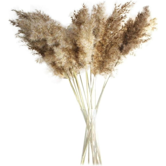 Décor Élégant d'Herbe de la Pampa, Fleurs Séchées Naturelles pour Décoration Bohème, Accents de Maison Minimalistes, Style Ferme, Bouquet de Fleurs Whispy, Plantes Séchées Pratiques pour Décoration Intérieure, 50-58Cm (30/50 Pcs)